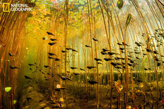 Đàn nòng nọc gồm hàng ngàn con bơi qua đám cây rêu. 