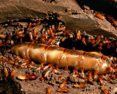 Mối vua và mối chúa