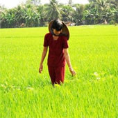 Hiệu quả “kép” từ việc ứng dụng công nghệ sinh thái trên đồng ruộng Hiệu quả “kép” từ việc ứng dụng công nghệ sinh thái trên đồng ruộng
