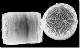 Thalassiosira pseudonana - Loại tảo có vỏ bằng silic đioxit rất cứng trông giống một chiếc hộp nhiều lỗ;