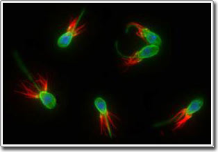 Choanoflagellate 