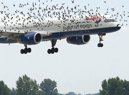 Tại sao chim có thể làm rơi máy bay