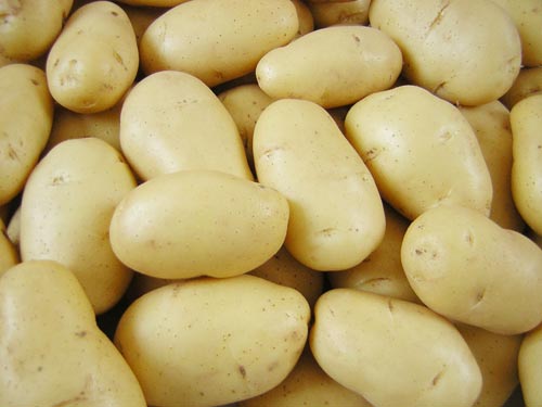 Sau khi thu hoạch, khoai tây có thể không bị hư hỏng trong vài tháng.