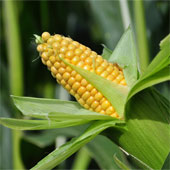 Anh kêu gọi EU duyệt ngô biến đổi gene bằng biểu quyết Anh kêu gọi EU duyệt ngô biến đổi gene bằng biểu quyết