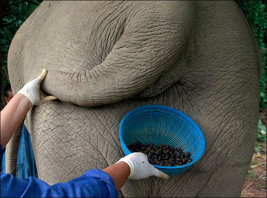 Tại sao cà phê phân voi đắt nhất hành tinh?