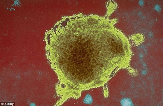 Virus sởi có thể chữa được ung thư?