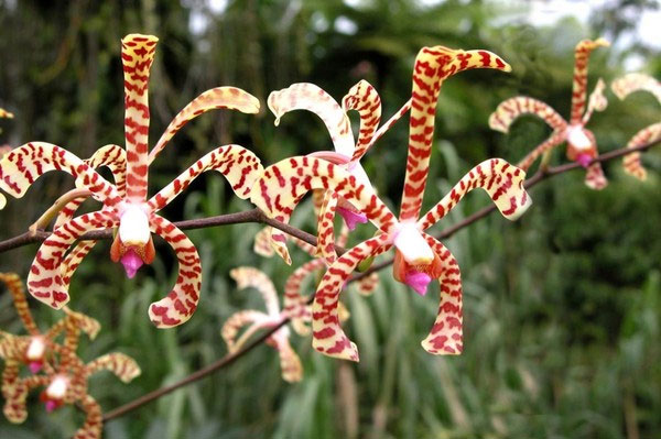 Hòn đảo kỳ diệu giúp bạn tăng chiều cao