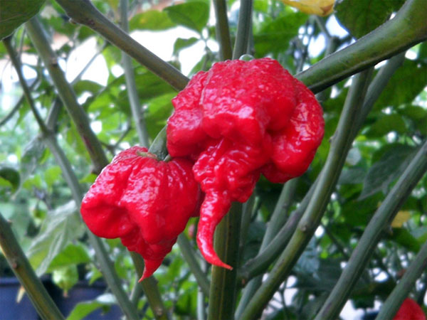 Ớt Carolina Reaper cay nhất thế giới với độ cay 1,5 triệu SHU Tại sao ớt có vị cay, nóng và có thể dùng ớt để giảm đau?