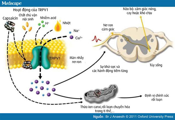 Cơ chế hoạt động của capsaicin và TRPV1 Tại sao ớt có vị cay, nóng và có thể dùng ớt để giảm đau?