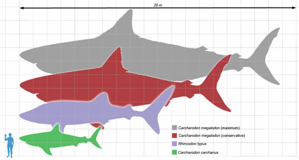 Bảng so sánh kích thích các loại cá mập.