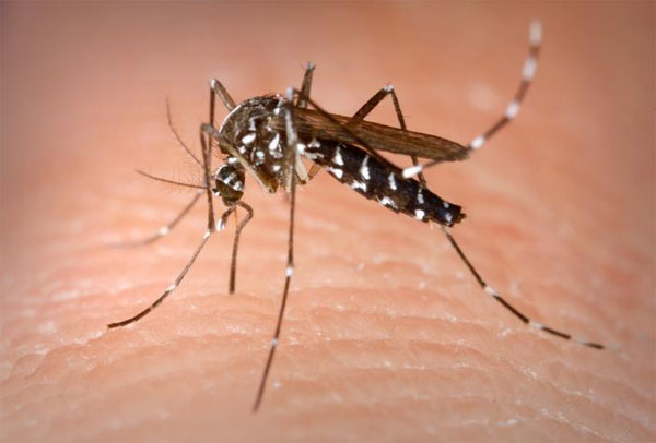 Sốt xuất huyết do muỗi vằn Aedes Aegypti là trung gian truyền bệnh. Sốt xuất huyết do muỗi vằn Aedes Aegypti là trung gian truyền bệnh
