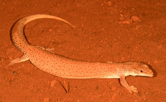 Phát hiện loài thằn lằn mới tại Tây Úc