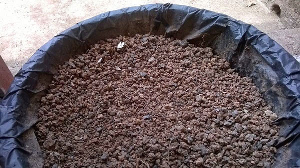 Bón lót và chọn đất là bước quan trọng trong kỹ thuật trồng cây Kỹ thuật trồng và chăm sóc hoa mai cho ngày tết