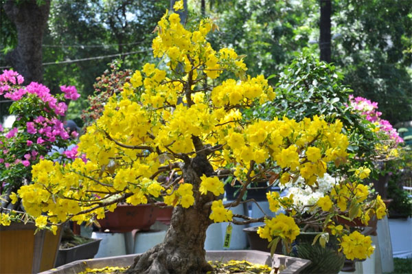 Tỉa hoa và lá là kỹ thuật trồng cây cơ bản cho nhiều loại hoa, cây cảnh Kỹ thuật trồng và chăm sóc hoa mai cho ngày tết