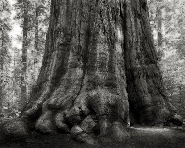 Cây sequoia (củ tùng) trong Công viên Quốc gia Sequoia, bang California, Mỹ Những cây già nhất thế giới
