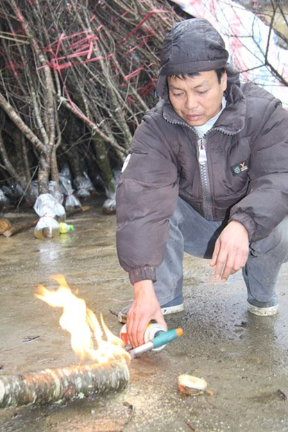 Một người bán hàng đang đốt gốc đào