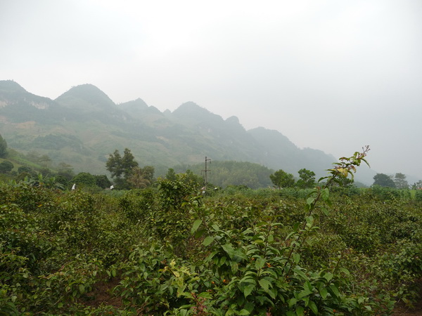 Kỹ thuật trồng cây xạ đen cho hiệu quả kinh tế cao