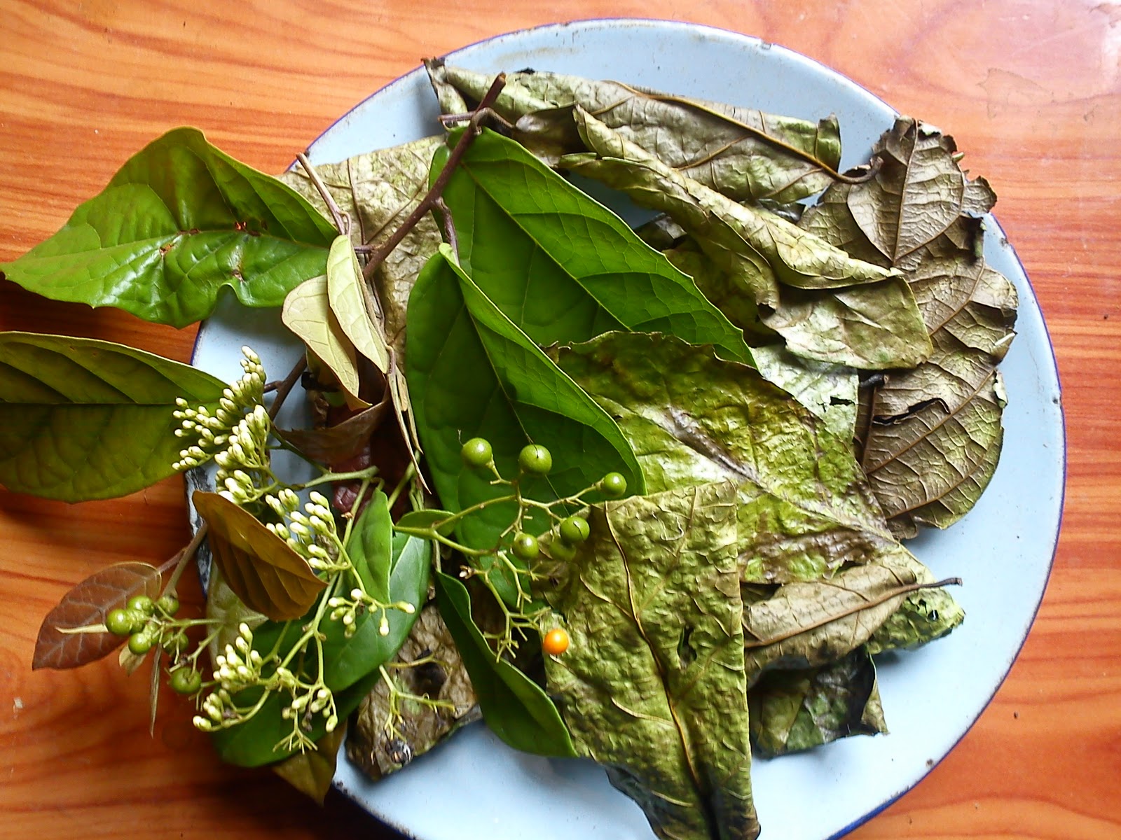 Kỹ thuật trồng cây xạ đen cho hiệu quả kinh tế cao