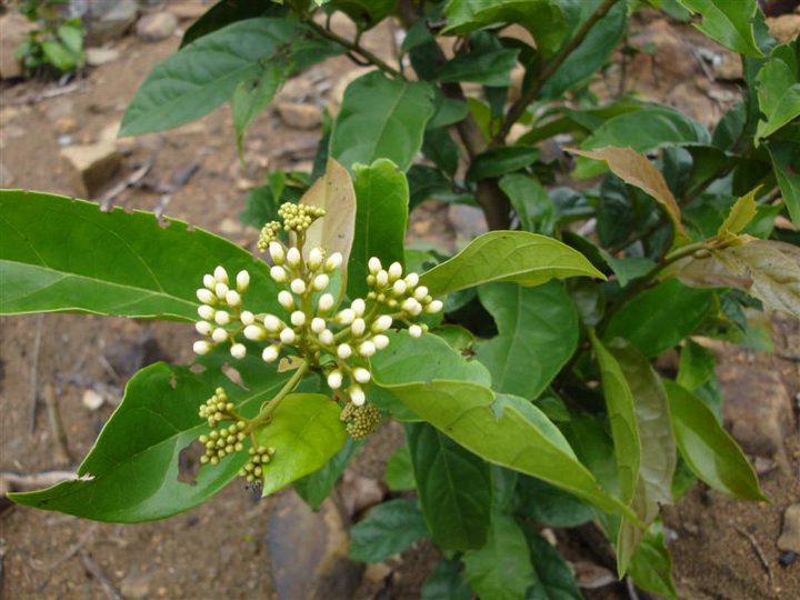 Kỹ thuật trồng cây xạ đen cho hiệu quả kinh tế cao