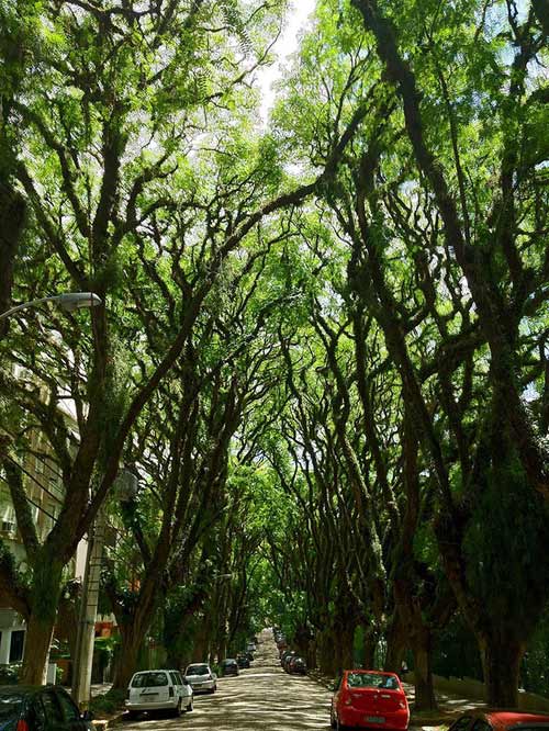 Porto, Alegre, Brazil 15 con đường hoa đẹp nhất thế giới