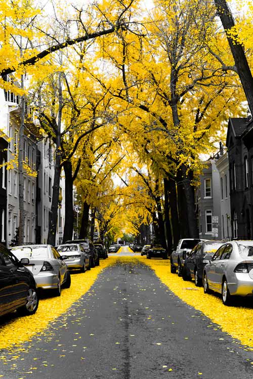Washington D.C., Mỹ 15 con đường hoa đẹp nhất thế giới