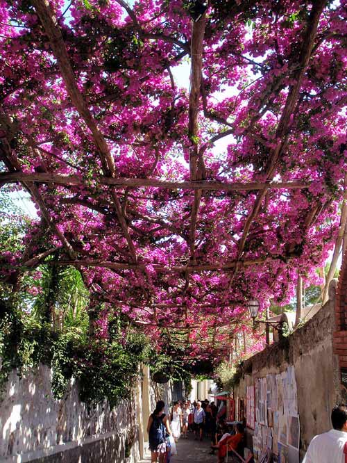 Positano, Ý 15 con đường hoa đẹp nhất thế giới