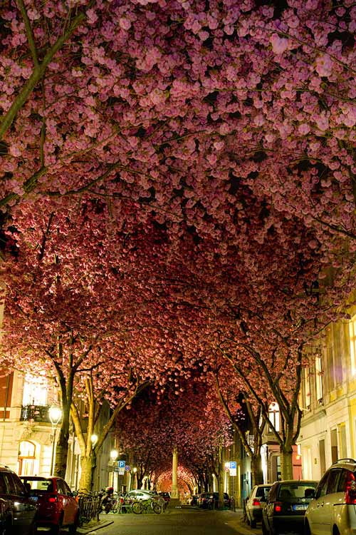 Bonn, Đức 15 con đường hoa đẹp nhất thế giới