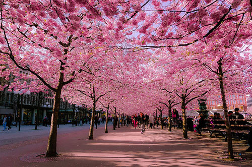 Stockholm, Thụy Điển 15 con đường hoa đẹp nhất thế giới