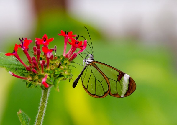 Khám phá loài bướm có đôi cánh như pha lê