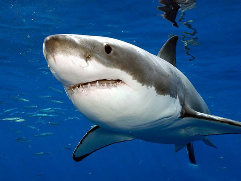 Bí ẩn về quái vật đã khiến cho cá mập lớn phải sợ hãi