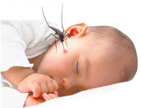 "Tiêm vắc xin cho muỗi": Ứng dụng lạ trong phòng chống sốt xuất huyết