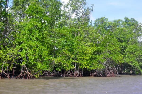 Cây đước Những điều kỳ thú trong tự nhiên