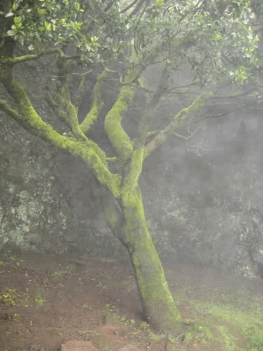 Cây vòi nước Những điều kỳ thú trong tự nhiên