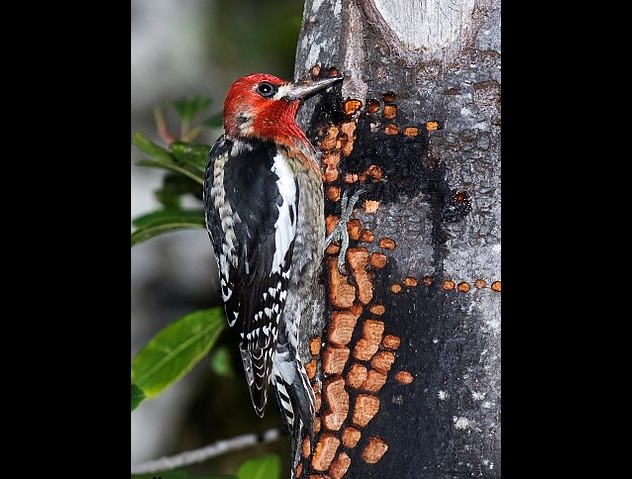 10 bí mật thú vị về loài chim gõ kiến