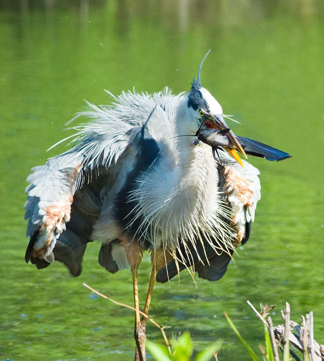 Vườn quốc gia Everglades - Hợp chủng quốc Hoa Kỳ