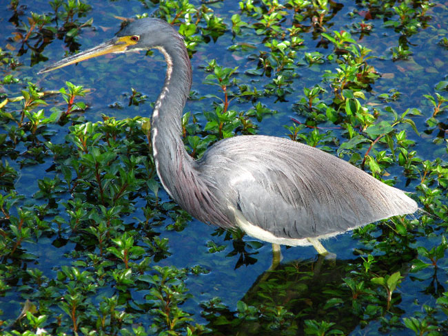 Vườn quốc gia Everglades - Hợp chủng quốc Hoa Kỳ