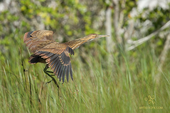 Vườn quốc gia Everglades - Hợp chủng quốc Hoa Kỳ