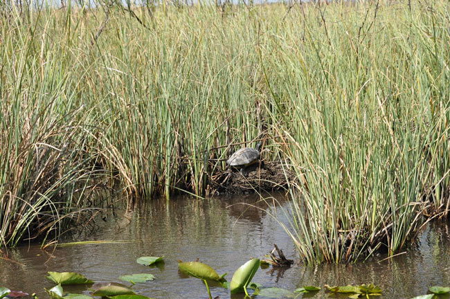 Vườn quốc gia Everglades - Hợp chủng quốc Hoa Kỳ