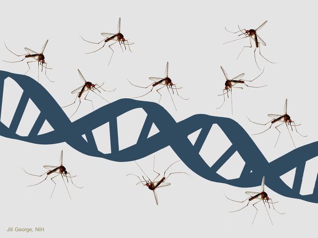 85% lí do cho việc ai đó bị muỗi đốt nhiều hơn liên quan đến tính trạng di truyền.