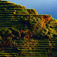Các ruộng bậc thang tại Philippine Cordilleras Các ruộng bậc thang tại Philippine Cordilleras
