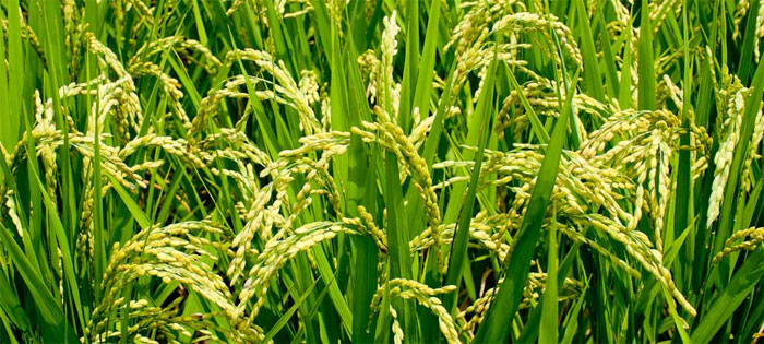 Gạo là một trong những loại cây dễ trồng.