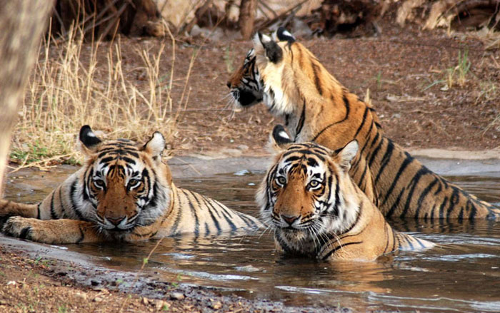 Loài hổ Bengal hoàng gia cũng được tìm thấy trong khu bảo tồn này