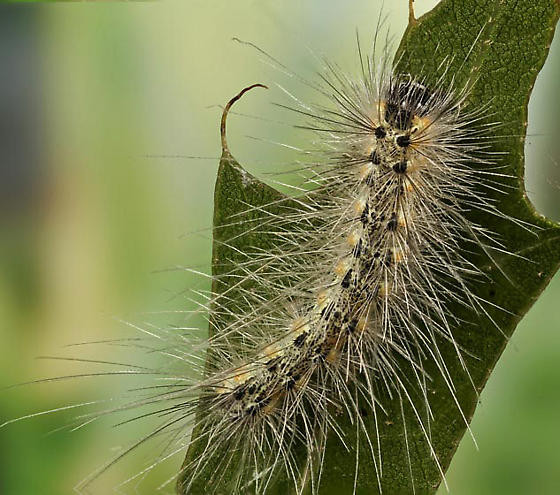 Tùy thuộc vào khí hậu, bướm mẹ có thể đẻ từ 1 - 4 thế hệ ấu trùng khác nhau.