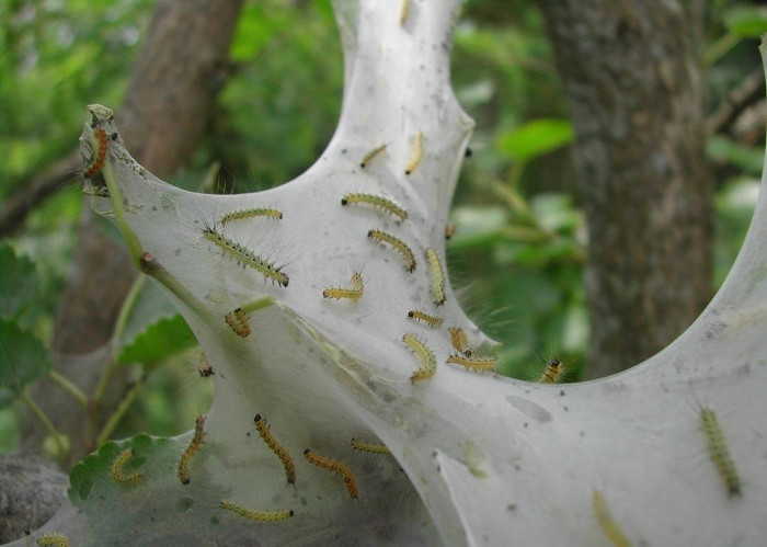 Ấu trùng trưởng thành có thể đạt đến 2,5cm với khả năng nhả tơ tạo mạng như... nhện.
