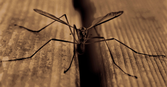 Những căn bệnh khủng khiếp do muỗi lây truyền