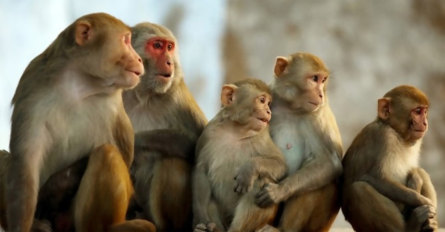 44 sự thật đầy thú vị về loài khỉ mà bạn chưa biết