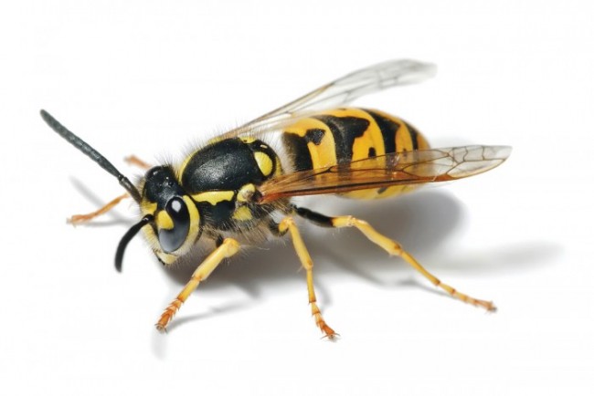 Được chứng kiến một con người bị “Bị ong đốt” không phải là điều hiếm gặp, nhưng bạn đã từng thấy góc quay chi tiết của loài côn trùng này chưa? Hãy đến với chúng tôi để khám phá.