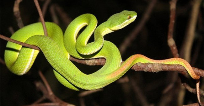 Những loài rắn độc ở Việt Nam