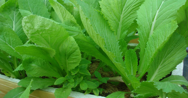 Kỹ thuật trồng rau cải xanh trong thùng xốp tại nhà