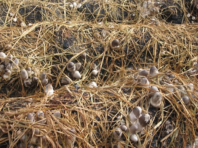 Cần phải tưới nước thường xuyên giữ độ ẩm cho nấm phát triển, không bị sâu bệnh
